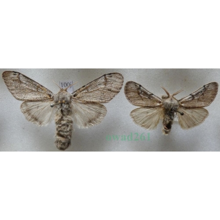 Gynaephora fascelina (Linnaeus, 1758) pair Szczotecznica paskówka Czech100j
